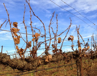 Вапнування виноградників краще виконувати восени чи взимку